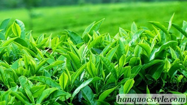 Thuốc giảm cân an toàn hiệu quả nhất Vital Beautie chiết xuất trà xanh.